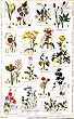 Oxford Botanicals, Tea Towel