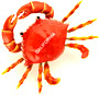 California Souvenir Magnet - Wiggly Crab