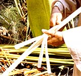 Cutting Papyrus Stem