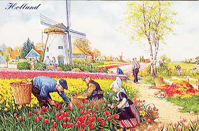 Dutch Post Card - Tulip Picker, 4x6